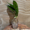 Pisces Enterprises Bare-root Plant Anubias Congensis Bare-root Small Anubias Congensis Bare-root - Aquarium Plants Australia