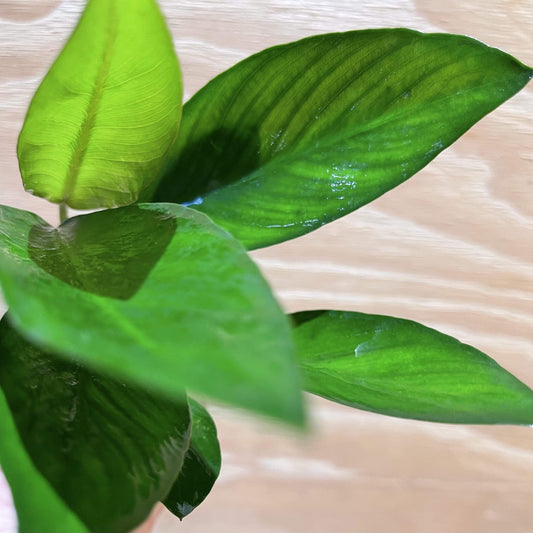Pisces Enterprises Bare-root Plant Anubias Congensis Bare-root Small Anubias Congensis Bare-root - Aquarium Plants Australia