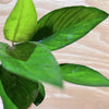 Load image into Gallery viewer, Pisces Enterprises Bare-root Plant Anubias Congensis Bare-root Small Anubias Congensis Bare-root - Aquarium Plants Australia