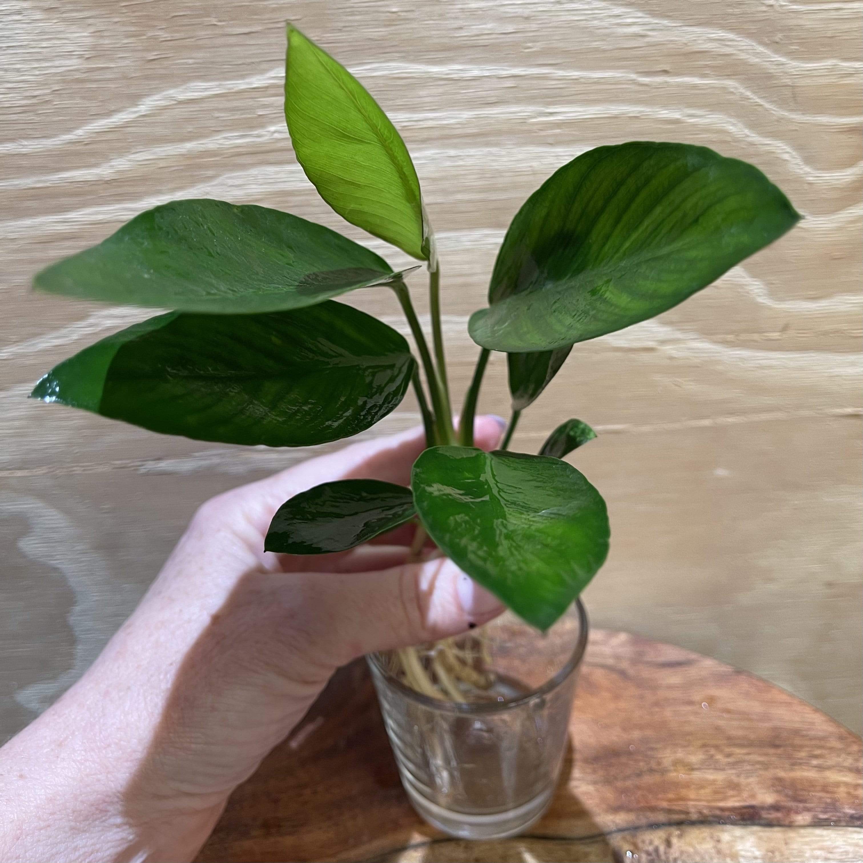 Pisces Enterprises Bare-root Plant Anubias Congensis Bare-root Small Anubias Congensis Bare-root - Aquarium Plants Australia