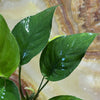 Pisces Enterprises Bare-root Plant Anubias Curly Heart Bare-root Small Anubias Curly Heart - Aquarium Plants Australia
