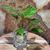 Pisces Enterprises Bare-root Plant Anubias Curly Heart Bare-root Small Anubias Curly Heart - Aquarium Plants Australia