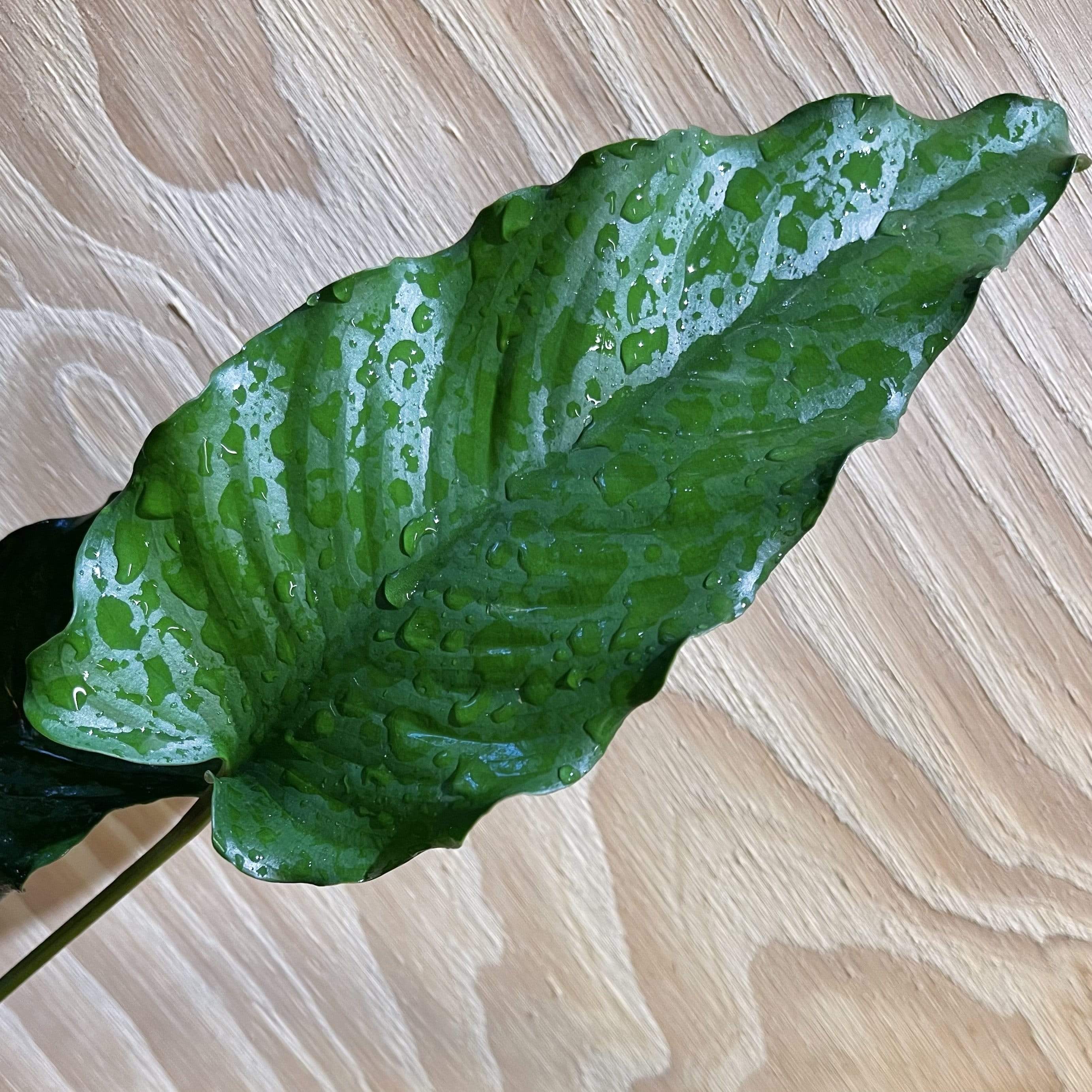 Pisces Enterprises Bare-root Plant Anubias Emerald Heart Bare-root Large Anubias Barteri 5cm Pot - Aquarium Plants Australia