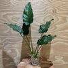 Load image into Gallery viewer, Pisces Enterprises Bare-root Plant Anubias Emerald Heart Bare-root Large Anubias Barteri 5cm Pot - Aquarium Plants Australia