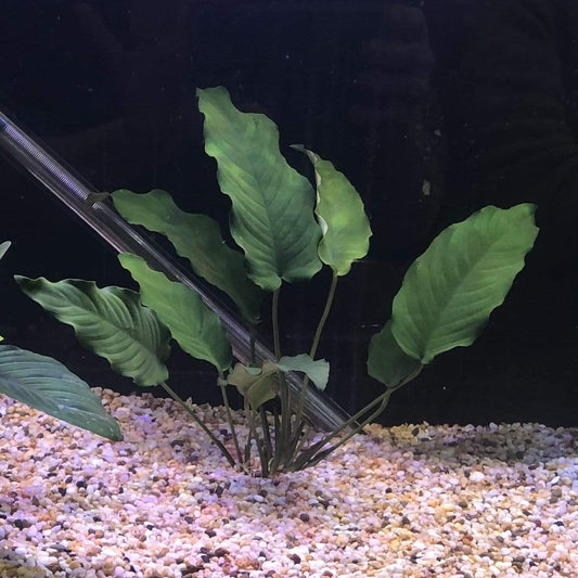 Pisces Enterprises Bare-root Plant Anubias Emerald Heart Bare-root Large Anubias Barteri 5cm Pot - Aquarium Plants Australia