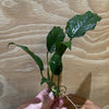 Pisces Enterprises Bare-root Plant Anubias Emerald Heart Bare-root Small Anubias Barteri 5cm Pot - Aquarium Plants Australia