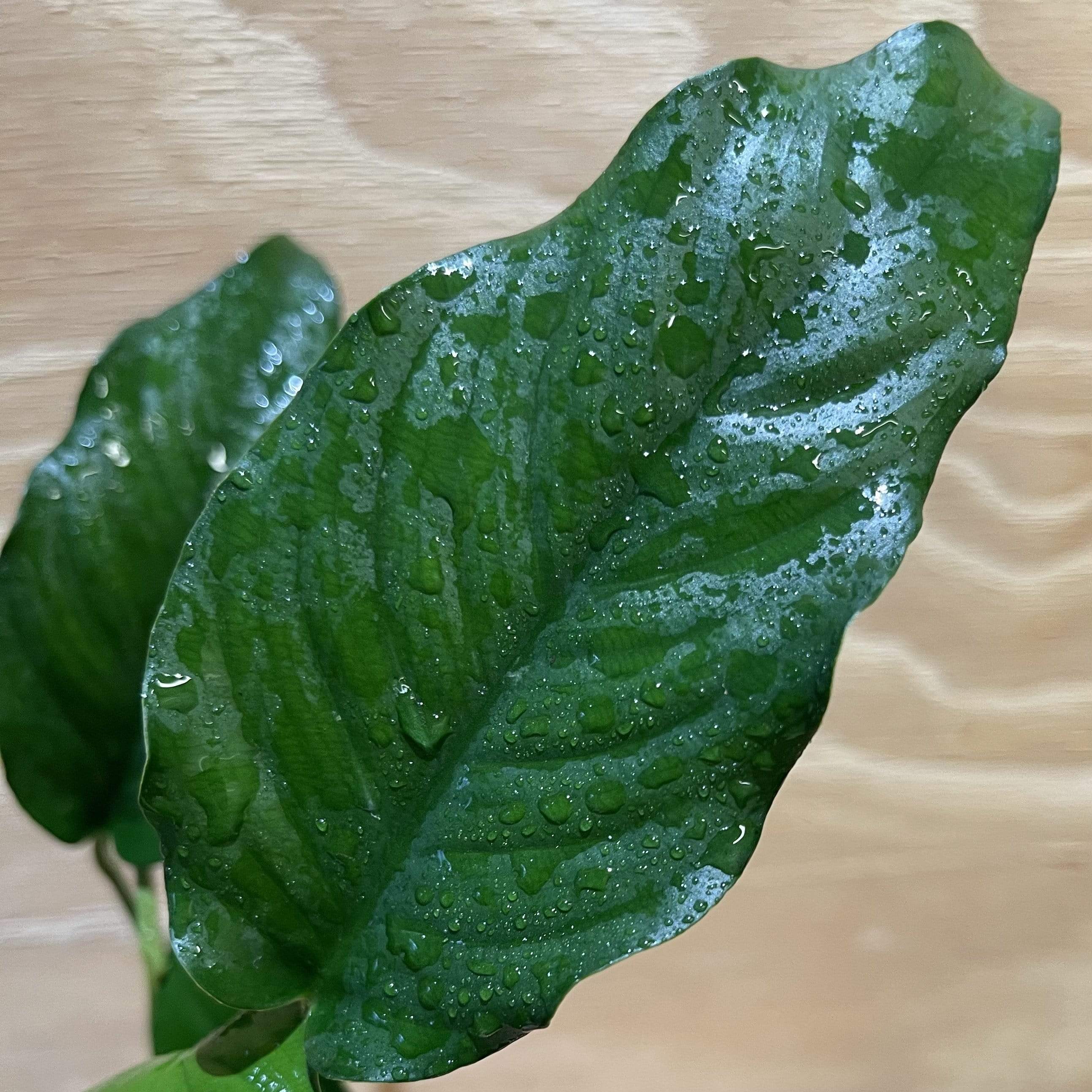 Pisces Enterprises Bare-root Plant Anubias Emerald Heart Bare-root Small Anubias Barteri 5cm Pot - Aquarium Plants Australia