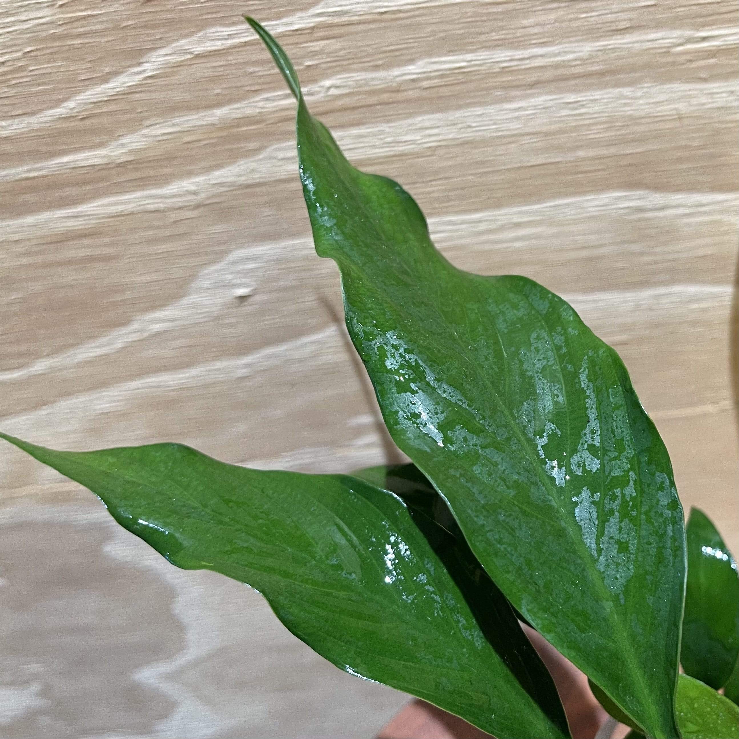 Pisces Enterprises Bare-root Plant Anubias Frilly Bare-root Large Anubias Afzelli Bare-root 20cm - Aquarium Plants Australia