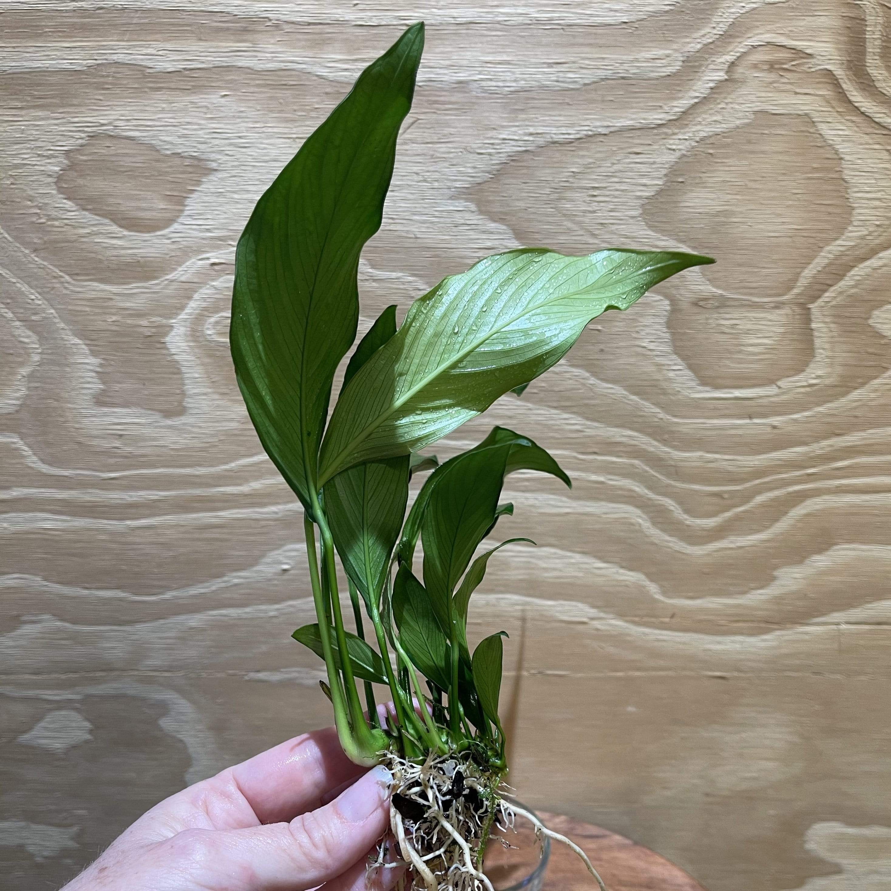 Pisces Enterprises Bare-root Plant Anubias Frilly Bare-root Large Anubias Afzelli Bare-root 20cm - Aquarium Plants Australia