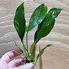 Pisces Enterprises Bare-root Plant Anubias Frilly Bare-root Small Anubias Afzelli Bare-root 20cm - Aquarium Plants Australia