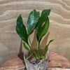 Pisces Enterprises Bare-root Plant Anubias Frilly Bare-root Small Anubias Afzelli Bare-root 20cm - Aquarium Plants Australia