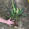 Pisces Enterprises Bare-root Plant Anubias Hybrid Bare-root Extra-Large Anubias Hybrid Bare-root - Aquarium Plants Australia