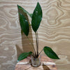 Pisces Enterprises Bare-root Plant Anubias Hybrid Bare-root Large Anubias Hybrid Bare-root - Aquarium Plants Australia