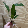 Pisces Enterprises Bare-root Plant Anubias Hybrid Bare-root Small Anubias Hybrid Bare-root - Aquarium Plants Australia