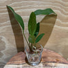 Load image into Gallery viewer, Pisces Enterprises Bare-root Plant Anubias Hybrid Bare-root Small Anubias Hybrid Bare-root - Aquarium Plants Australia