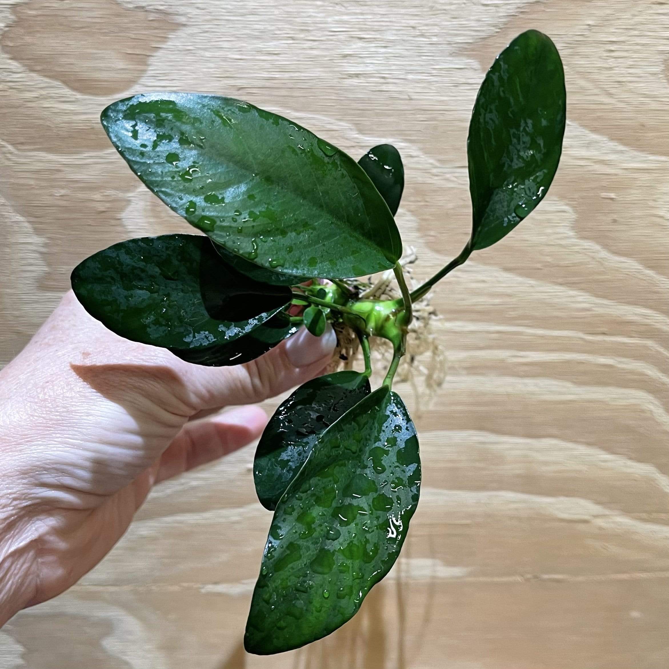 Pisces Enterprises Bare-root Plant Anubias 'Lucy' Bare-root Large Anubias Lucy Bare-root - Aquarium Plants Australia