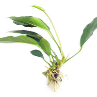 Pisces Enterprises Bare-root Plant Anubias 'Lucy' Bare-root Large Anubias Lucy Bare-root - Aquarium Plants Australia