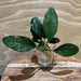 Pisces Enterprises Bare-root Plant Anubias 'Lucy' Bare-root Large Anubias Lucy Bare-root - Aquarium Plants Australia