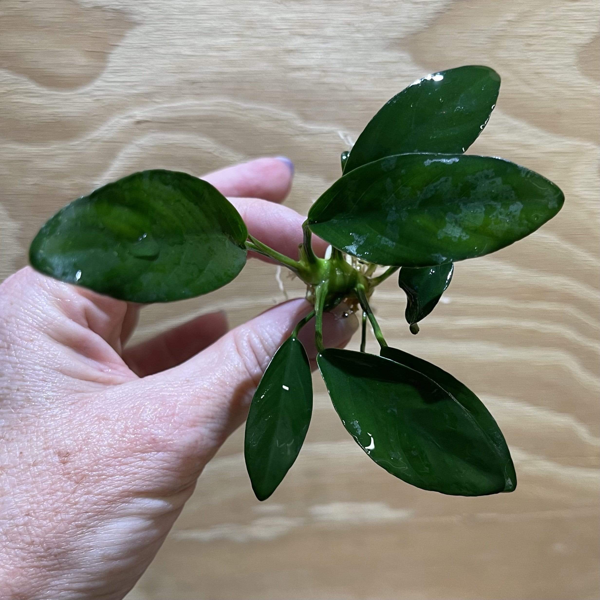 Pisces Enterprises Bare-root Plant Anubias 'Lucy' Bare-root Small Anubias Lucy Bare-root - Aquarium Plants Australia