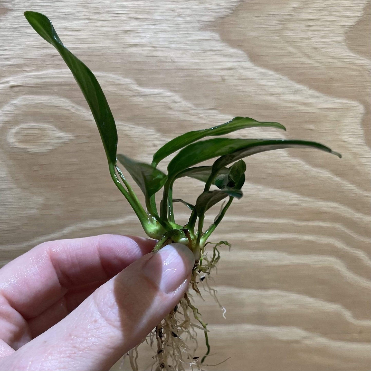 Pisces Enterprises Bare-root Plant Anubias 'Lucy' Bare-root Small Anubias Lucy Bare-root - Aquarium Plants Australia