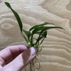 Load image into Gallery viewer, Pisces Enterprises Bare-root Plant Anubias &#39;Lucy&#39; Bare-root Small Anubias Lucy Bare-root - Aquarium Plants Australia