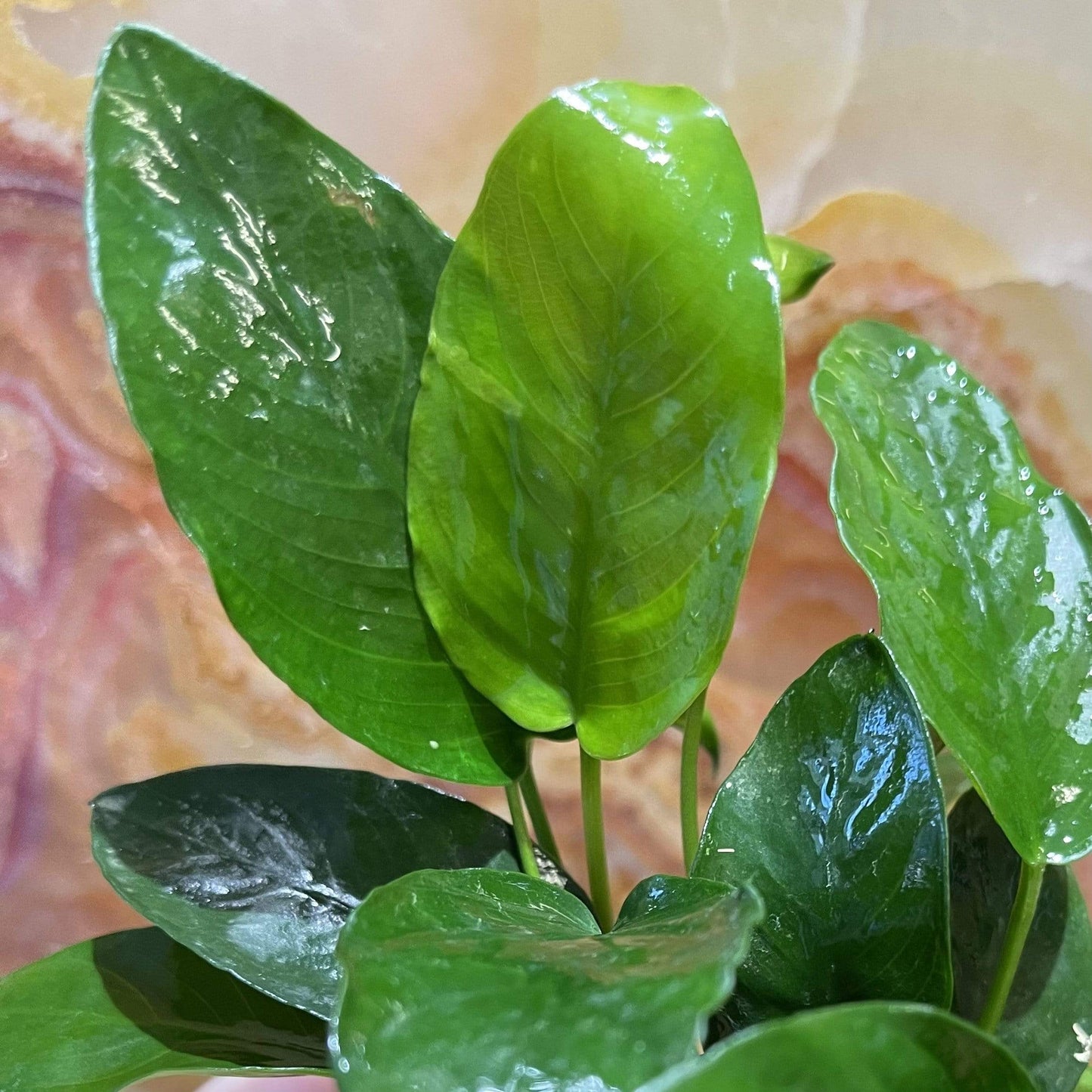 Pisces Enterprises Bare-root Plant Anubias Nana Bare-root Large Anubias Nana 5cm Pot - Aquarium Plants Australia