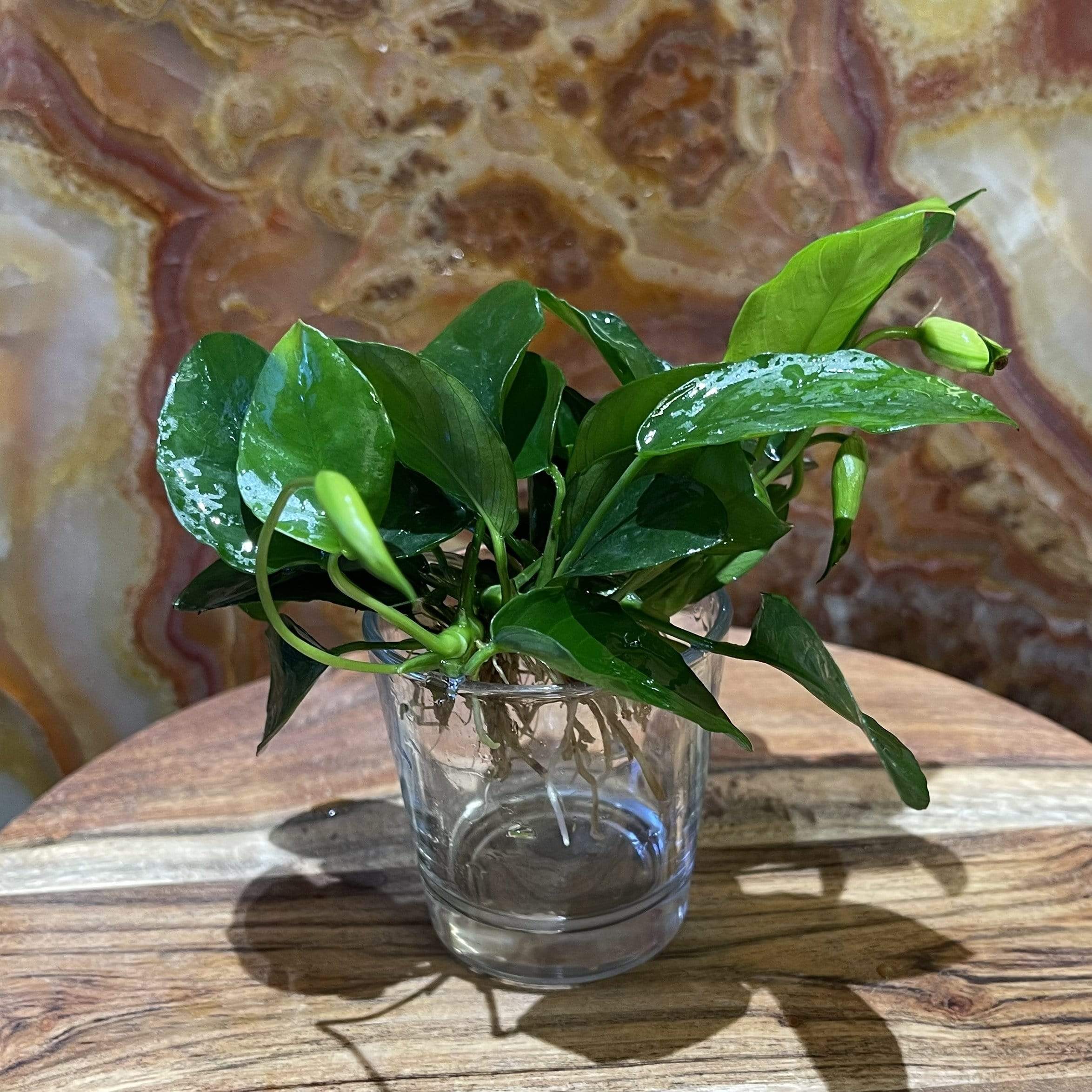 Pisces Enterprises Bare-root Plant Anubias Nana Bare-root Large Anubias Nana 5cm Pot - Aquarium Plants Australia