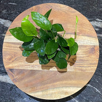 Pisces Enterprises Bare-root Plant Anubias Nana Bare-root Large Anubias Nana 5cm Pot - Aquarium Plants Australia