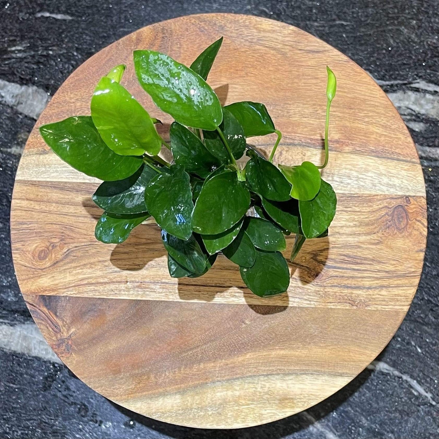Pisces Enterprises Bare-root Plant Anubias Nana Bare-root Large Anubias Nana 5cm Pot - Aquarium Plants Australia
