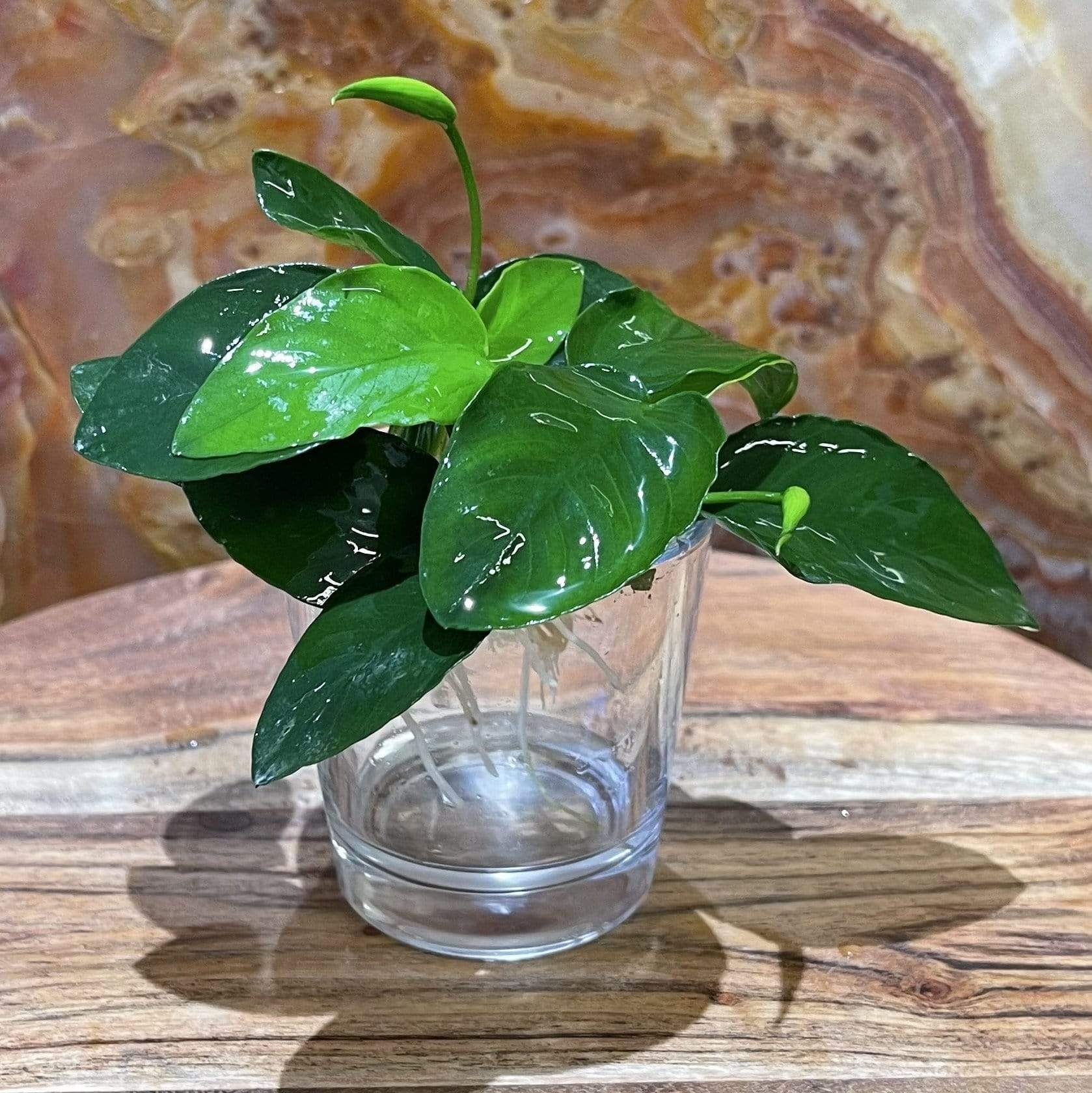 Pisces Enterprises Bare-root Plant Anubias Nana Bare-root Small Anubias Nana 5cm Pot - Aquarium Plants Australia