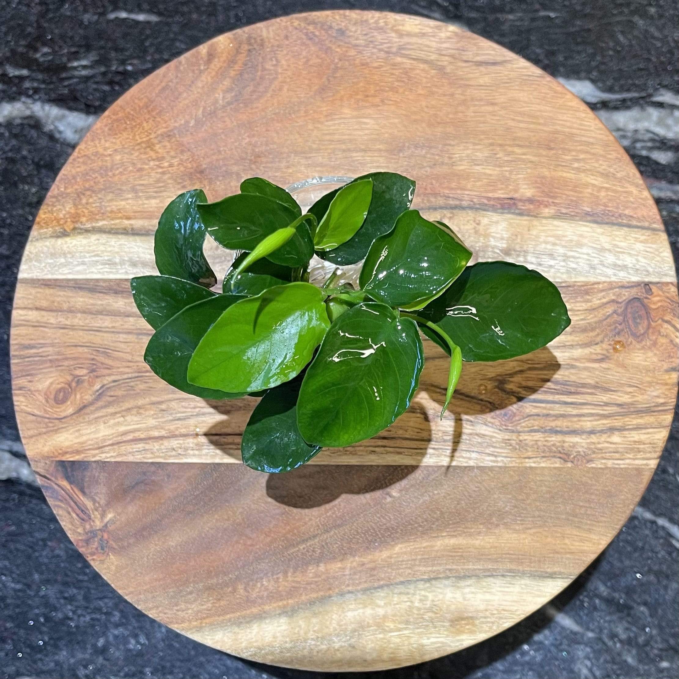 Pisces Enterprises Bare-root Plant Anubias Nana Bare-root Small Anubias Nana 5cm Pot - Aquarium Plants Australia