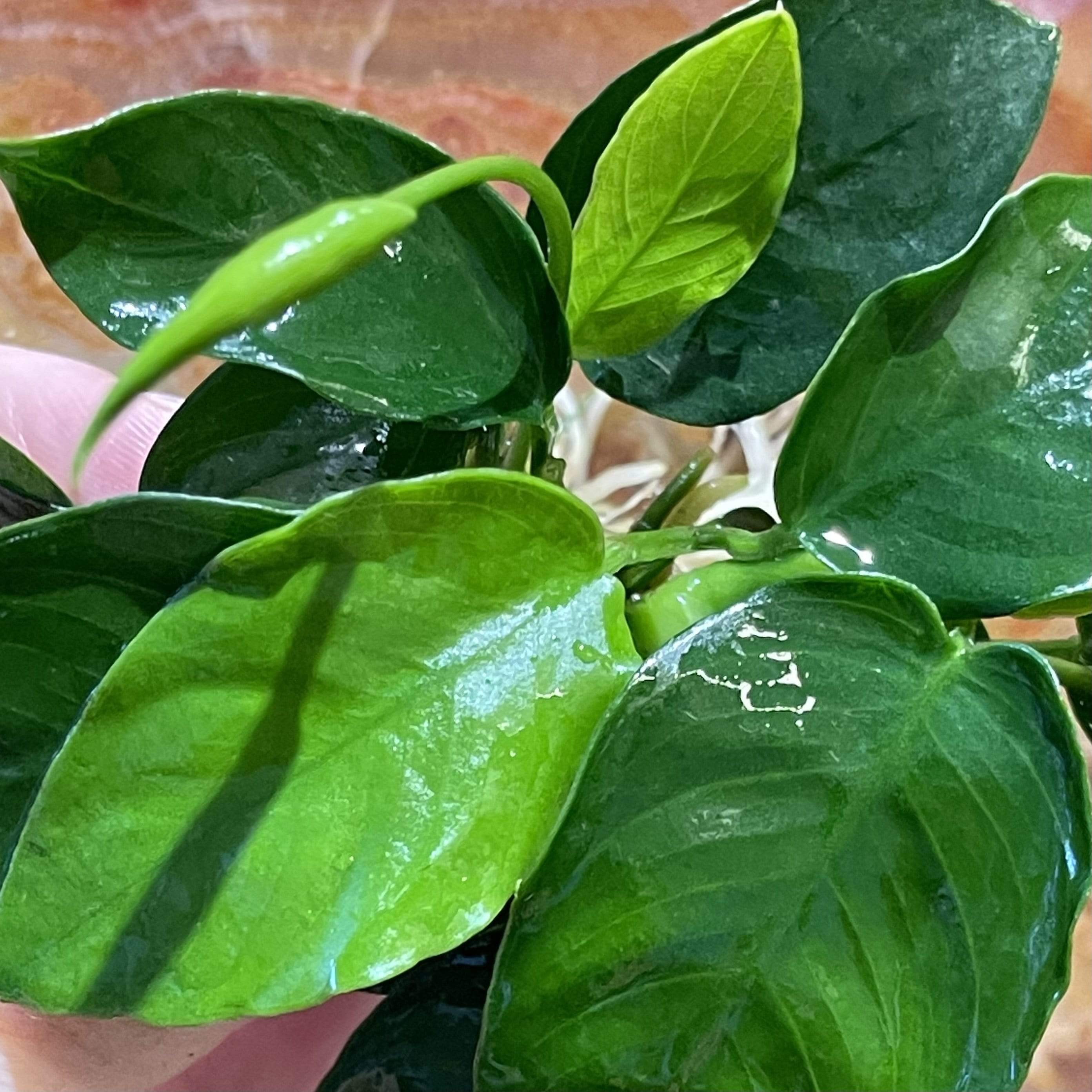 Pisces Enterprises Bare-root Plant Anubias Nana Bare-root Small Anubias Nana 5cm Pot - Aquarium Plants Australia