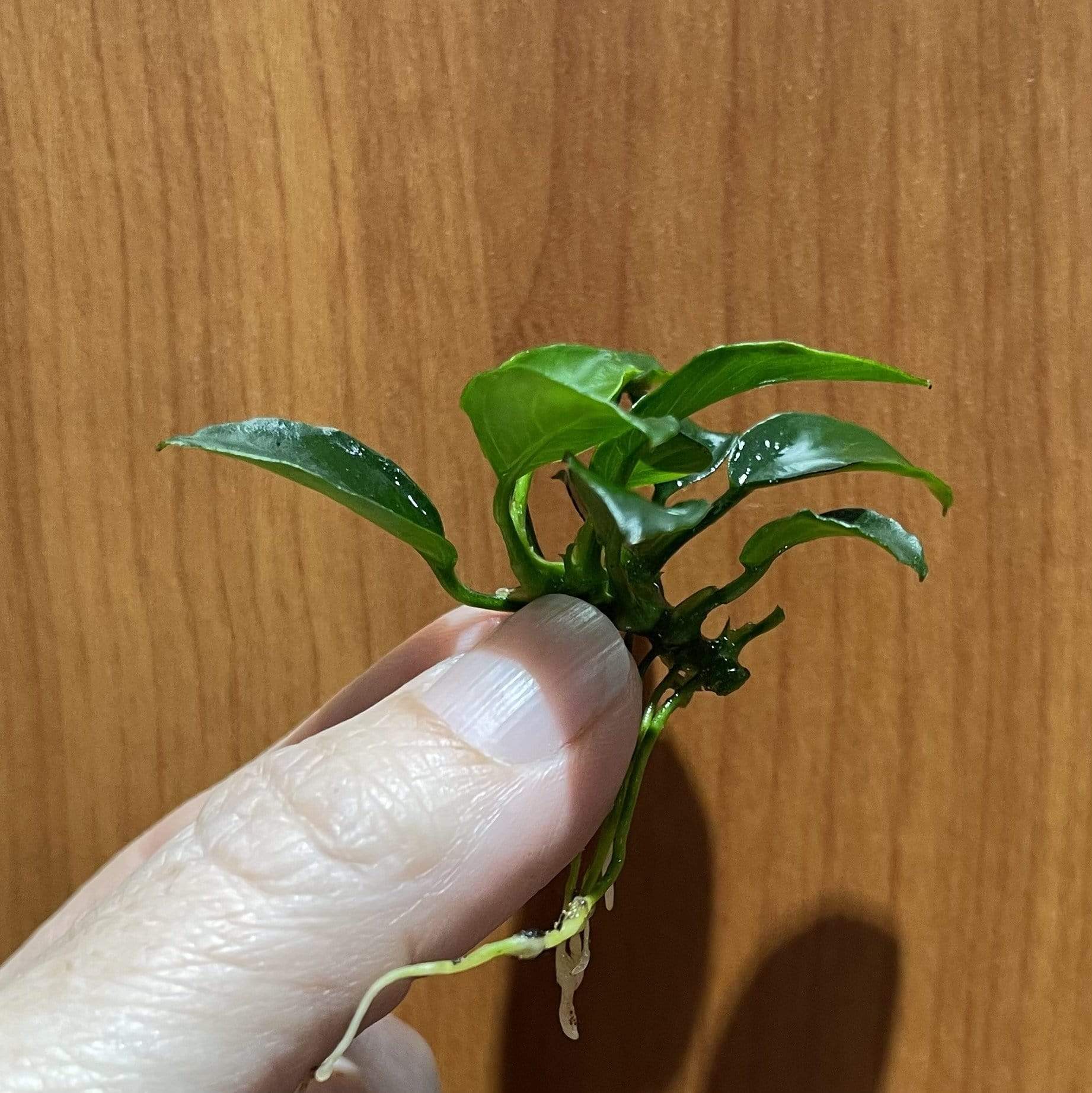 Pisces Enterprises Bare-root Plant Anubias Nana 'Petite' Bare-root Anubias Nana Petite Bare-root - Aquarium Plants Australia