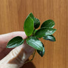 Pisces Enterprises Bare-root Plant Anubias Nana 'Petite' Bare-root Anubias Nana Petite Bare-root - Aquarium Plants Australia