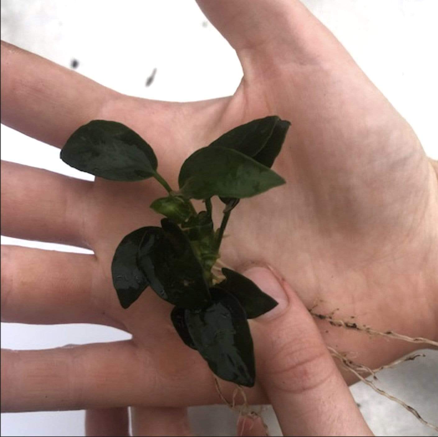 Pisces Enterprises Bare-root Plant Anubias Nana 'Petite' Bare-root Anubias Nana Petite Bare-root - Aquarium Plants Australia