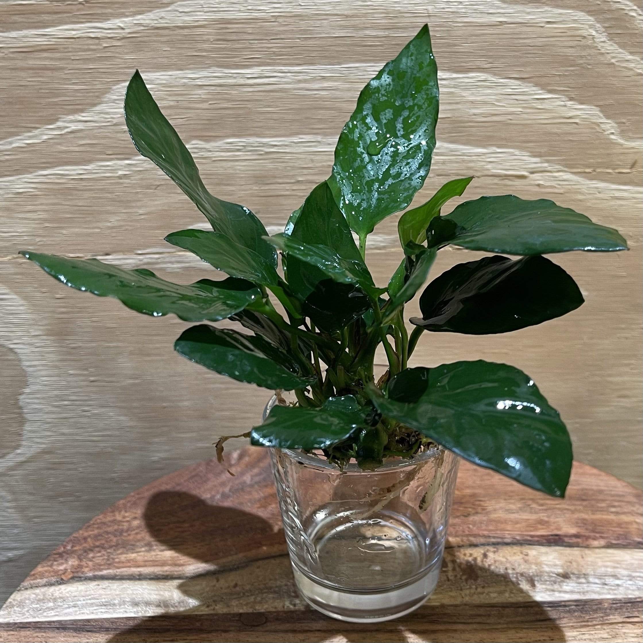 Pisces Enterprises Bare-root Plant Anubias Paco Bare-root Large Anubias Paco Bare-root - Aquarium Plants Australia