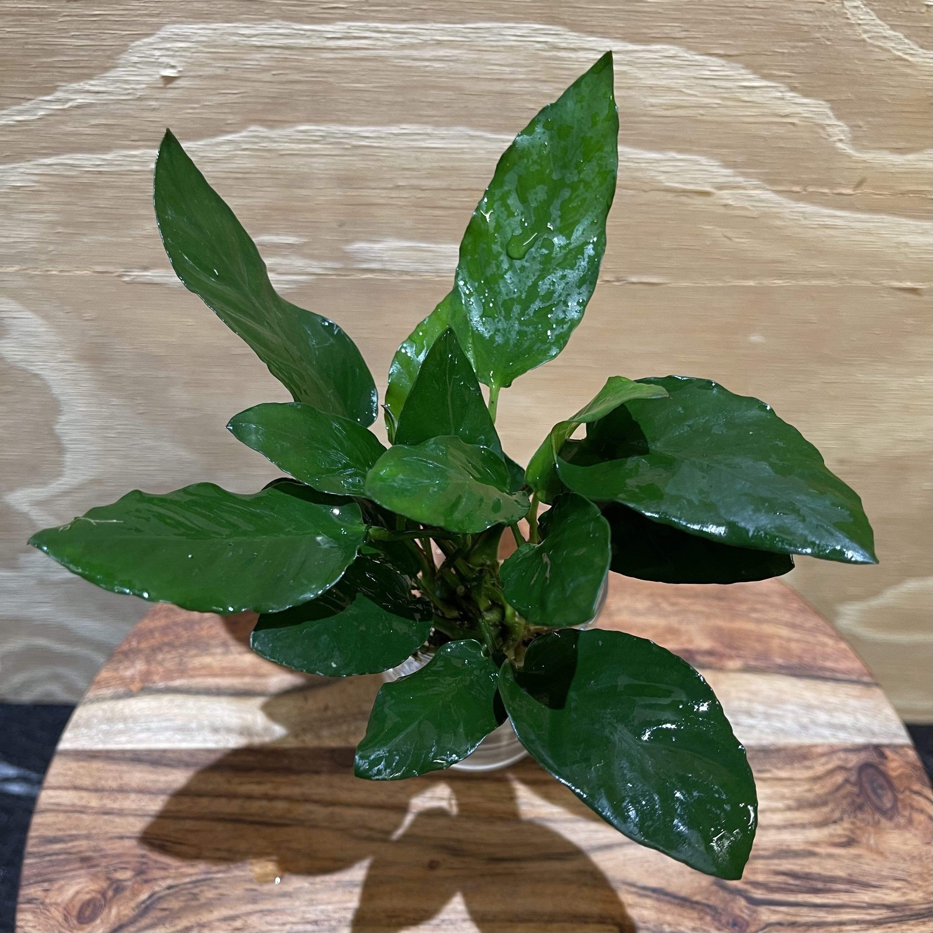 Pisces Enterprises Bare-root Plant Anubias Paco Bare-root Large Anubias Paco Bare-root - Aquarium Plants Australia