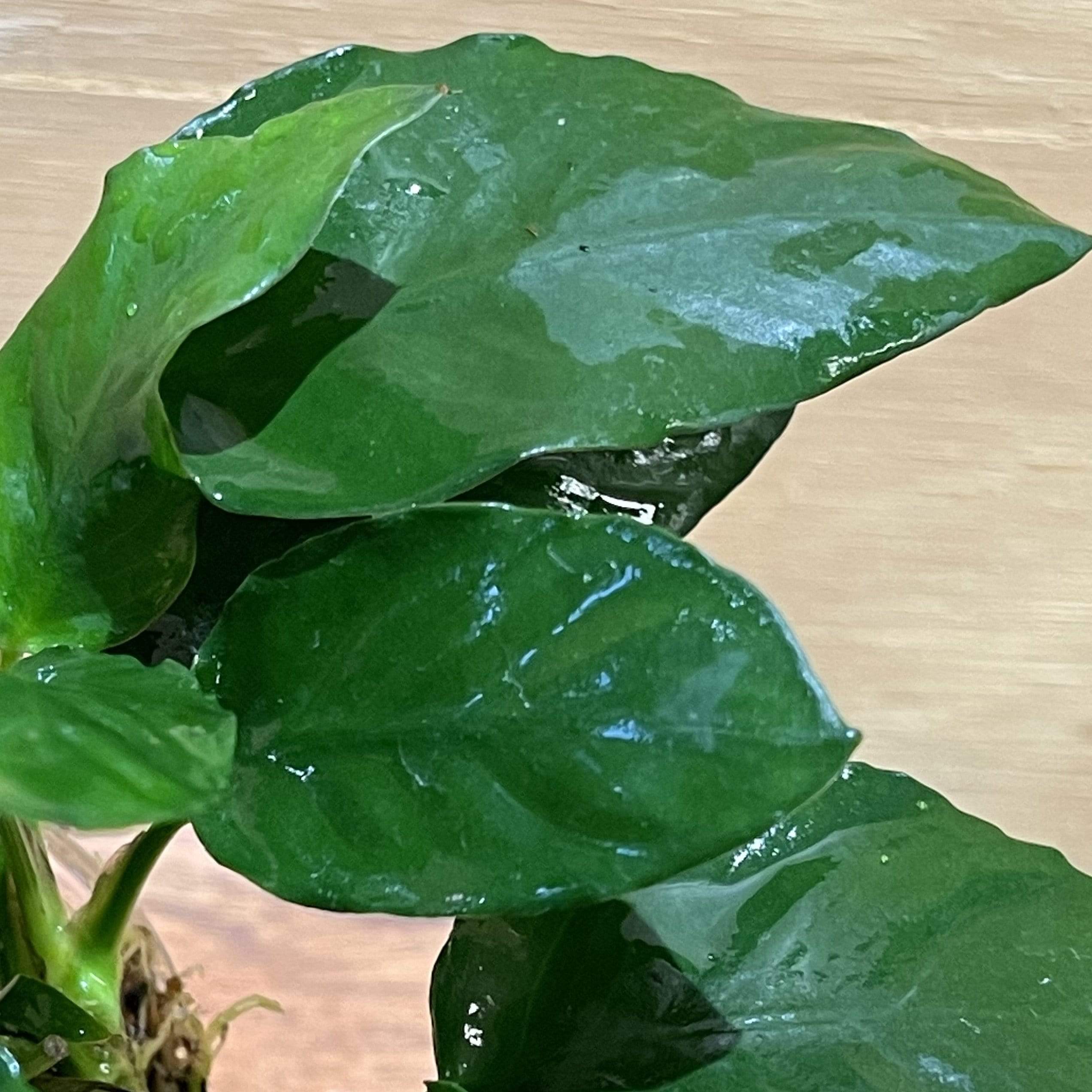 Pisces Enterprises Bare-root Plant Anubias Paco Bare-root Large Anubias Paco Bare-root - Aquarium Plants Australia