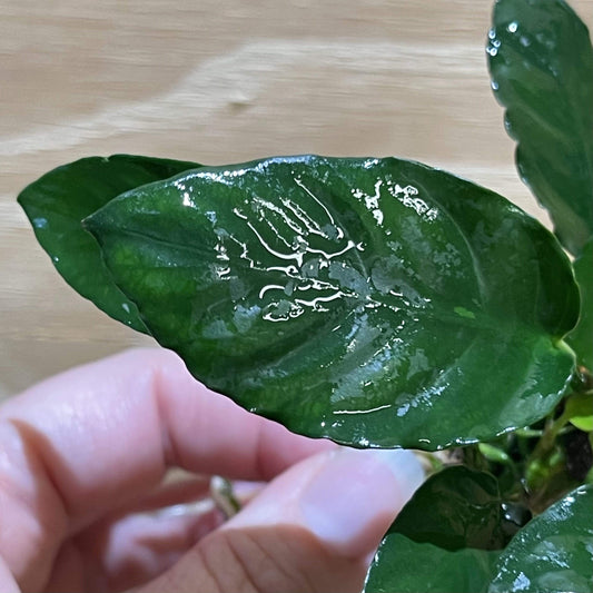 Pisces Enterprises Bare-root Plant Anubias Paco Bare-root Small Anubias Paco Bare-root - Aquarium Plants Australia
