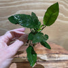 Pisces Enterprises Bare-root Plant Anubias Paco Bare-root Small Anubias Paco Bare-root - Aquarium Plants Australia