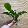 Pisces Enterprises Bare-root Plant Anubias Petite Emerald Heart Bare-root Large Anubias Barteri 5cm Pot - Aquarium Plants Australia