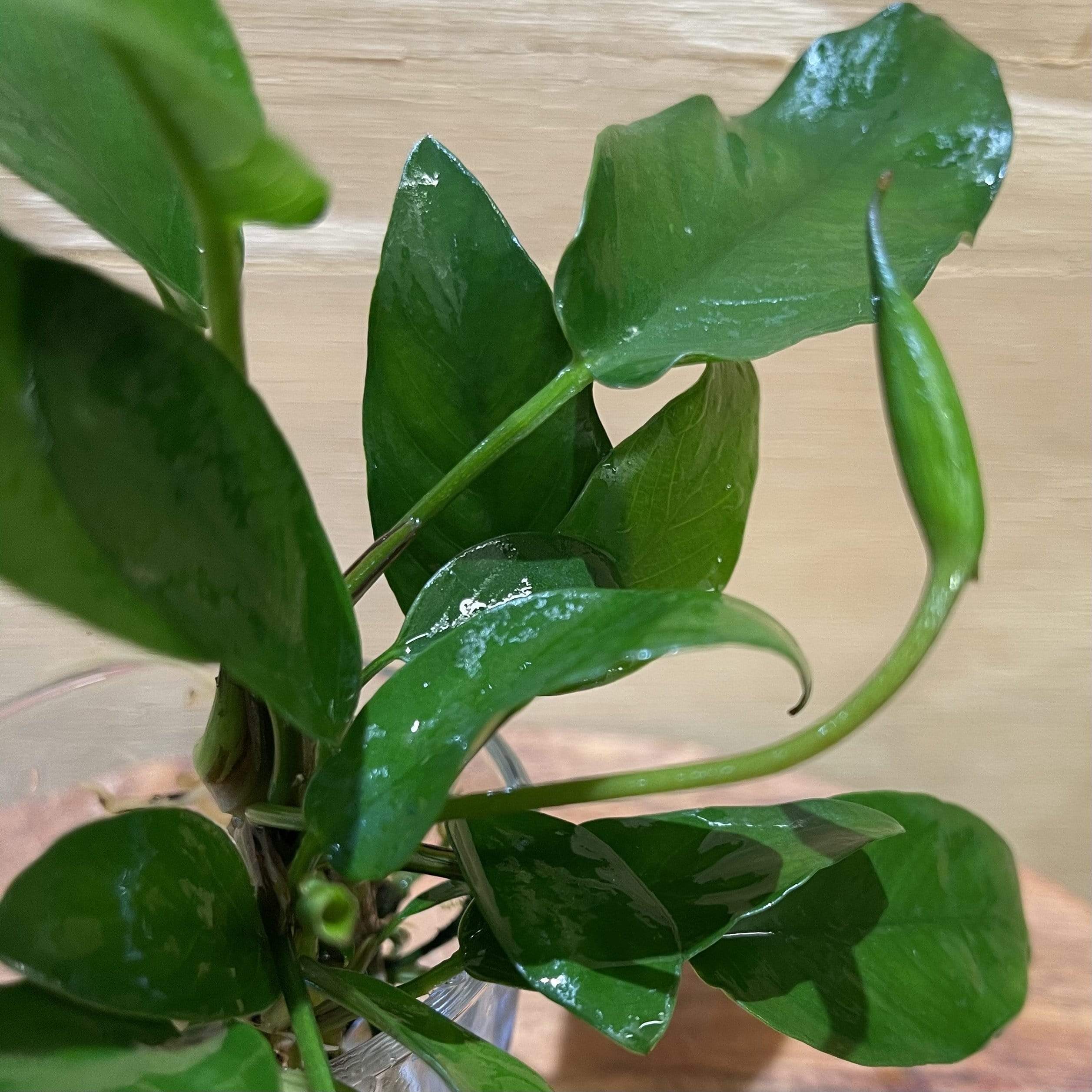 Pisces Enterprises Bare-root Plant Anubias Petite Emerald Heart Bare-root Large Anubias Barteri 5cm Pot - Aquarium Plants Australia