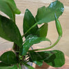 Load image into Gallery viewer, Pisces Enterprises Bare-root Plant Anubias Petite Emerald Heart Bare-root Large Anubias Barteri 5cm Pot - Aquarium Plants Australia