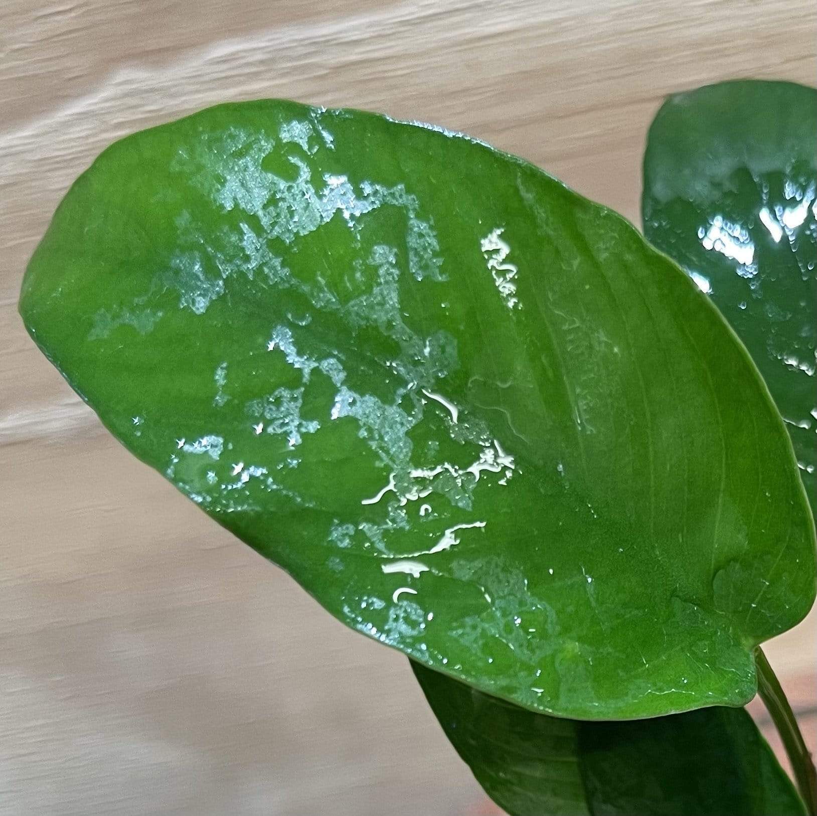 Pisces Enterprises Bare-root Plant Anubias Petite Emerald Heart Bare-root Large Anubias Barteri 5cm Pot - Aquarium Plants Australia