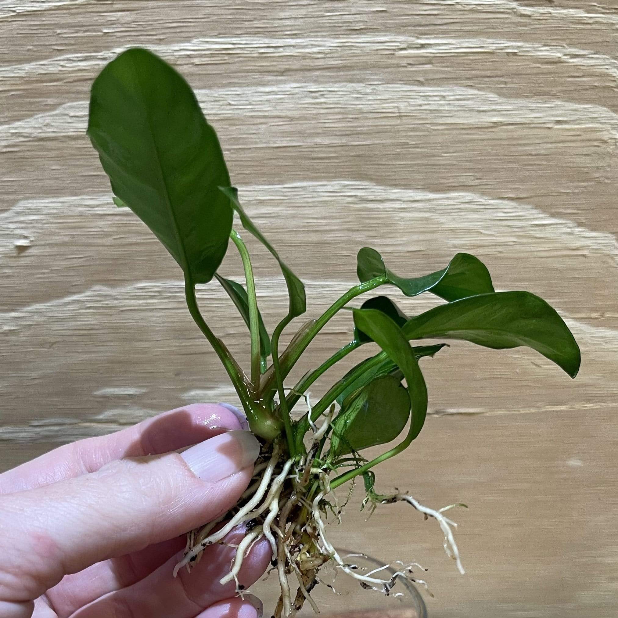 Pisces Enterprises Bare-root Plant Anubias Petite Emerald Heart Bare-root Small Anubias Barteri 5cm Pot - Aquarium Plants Australia