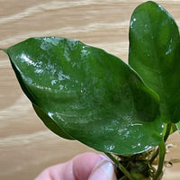 Pisces Enterprises Bare-root Plant Anubias Petite Emerald Heart Bare-root Small Anubias Barteri 5cm Pot - Aquarium Plants Australia