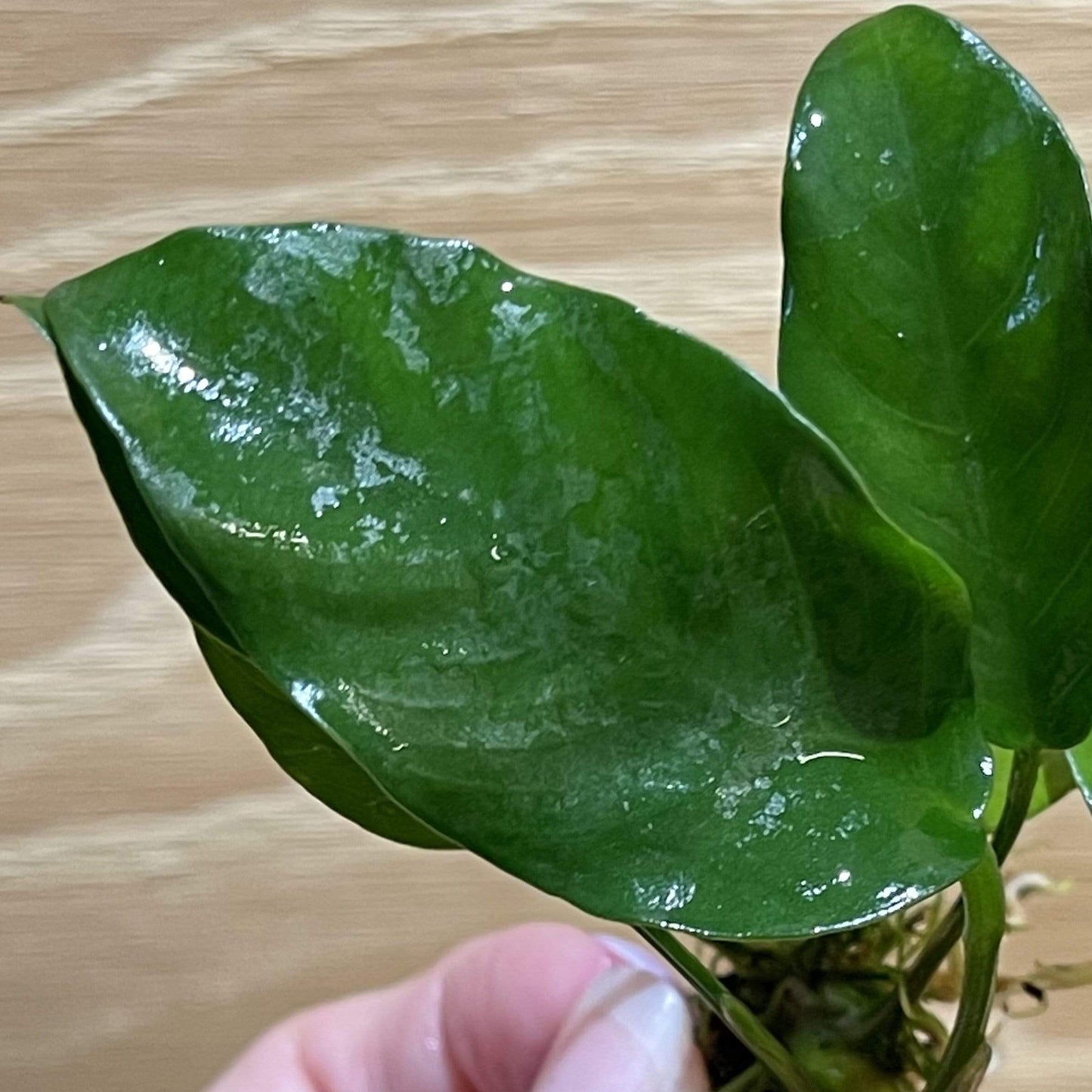 Pisces Enterprises Bare-root Plant Anubias Petite Emerald Heart Bare-root Small Anubias Barteri 5cm Pot - Aquarium Plants Australia