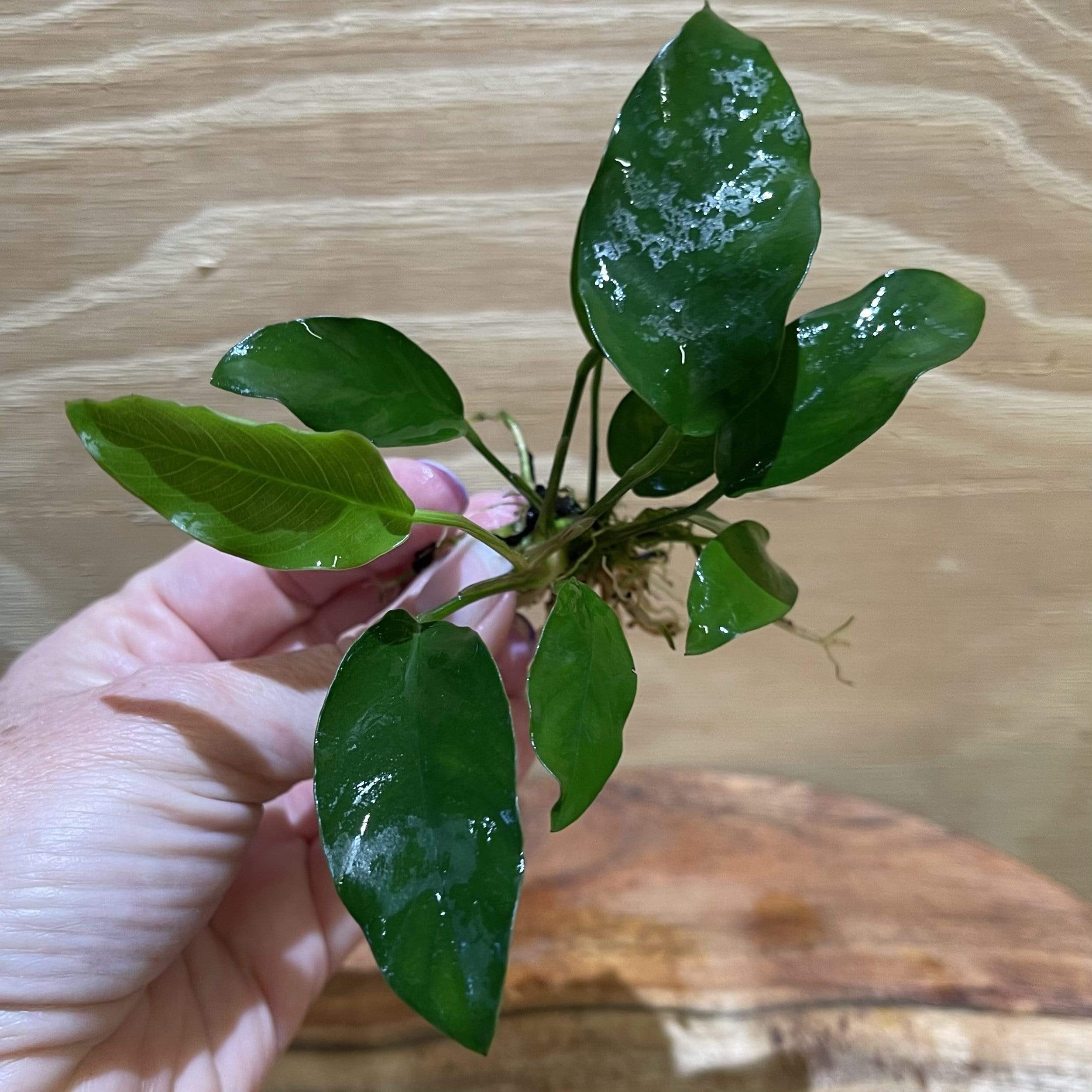 Pisces Enterprises Bare-root Plant Anubias Petite Emerald Heart Bare-root Small Anubias Barteri 5cm Pot - Aquarium Plants Australia