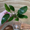 Pisces Enterprises Bare-root Plant Anubias Petite Emerald Heart Bare-root Small Anubias Barteri 5cm Pot - Aquarium Plants Australia