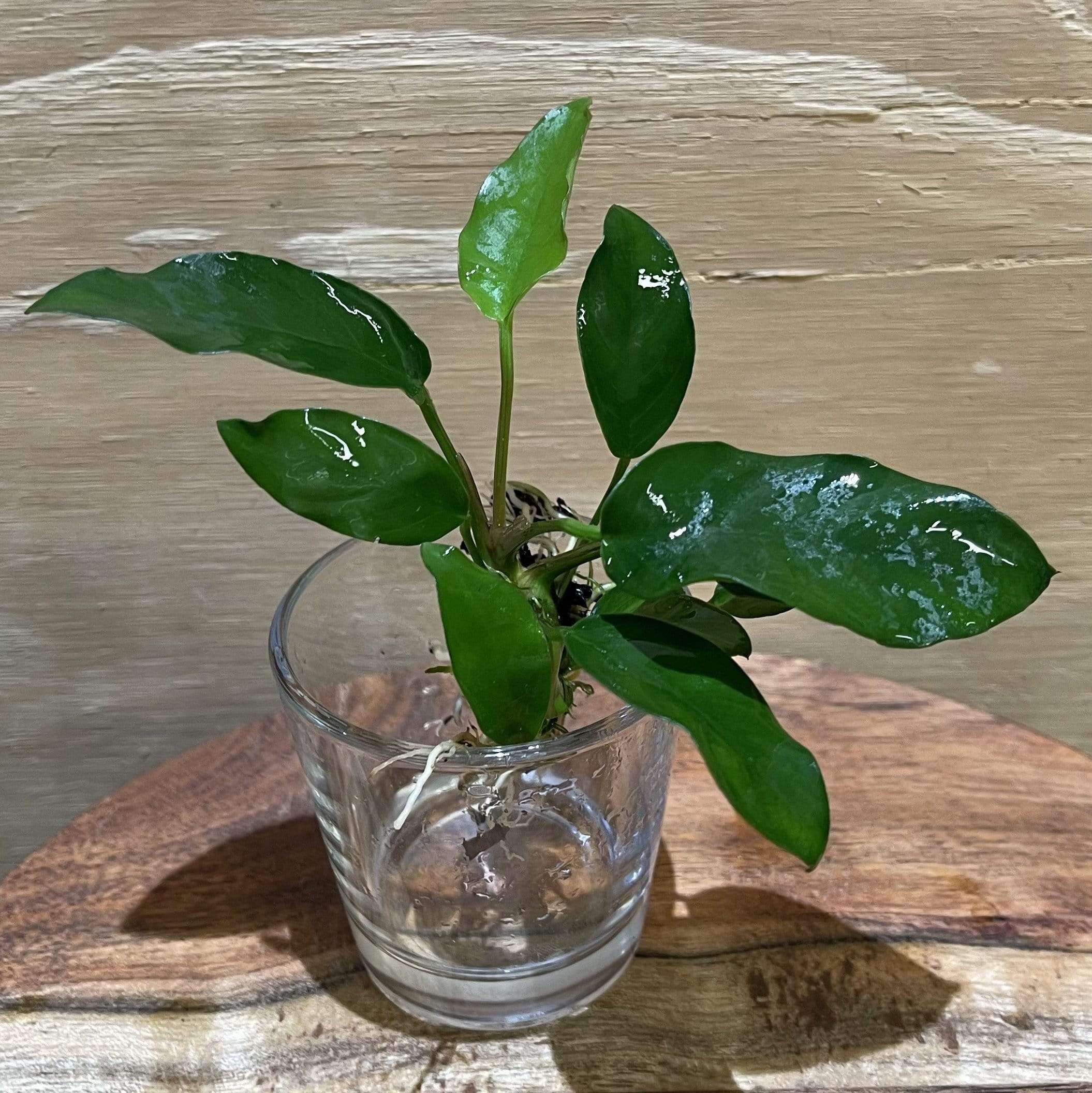 Pisces Enterprises Bare-root Plant Anubias Petite Emerald Heart Bare-root Small Anubias Barteri 5cm Pot - Aquarium Plants Australia